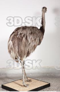 Emus body photo reference 0061